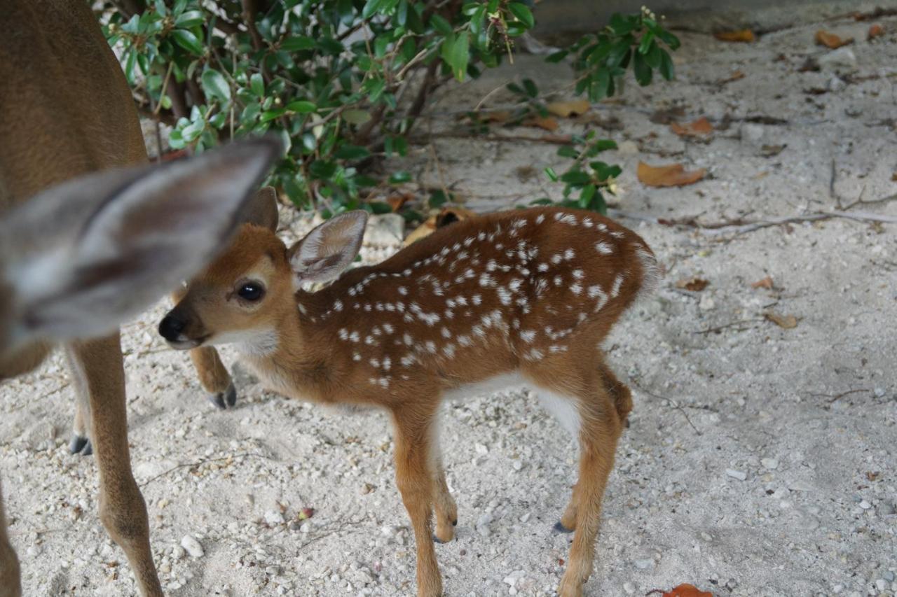 Deer Run On The Atlantic Bed & Breakfast บิกไพน์คีย์ ภายนอก รูปภาพ